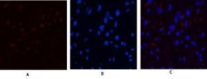 Immunofluorescence analysis of human uterus tissue using Anti-JAK3 Antibody (red) at 1:200 (4°C overnight) Cy3 labelled secondary antibody was used at 1:300 (RT 50min) Panel A: Target Panel B: DAPI Panel C: Merge