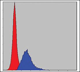 Anti-CRK Mouse Monoclonal Antibody [clone: 3G11C1]