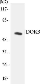 Western blot analysis of the lysates from K562 cells using Anti-DOK3 Antibody