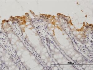 Anti-CEACAM1 Mouse Monoclonal Antibody [clone: 2F6]