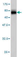 Anti-ITFG2 Mouse Monoclonal Antibody [clone: 3D7]