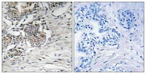 Anti-Claudin 7 Rabbit Polyclonal Antibody