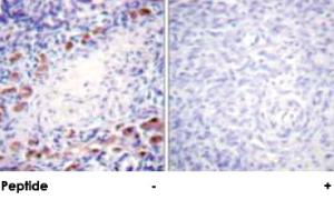 Anti-DAXX Rabbit Polyclonal Antibody