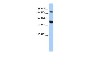 Anti-EEA1 Rabbit Polyclonal Antibody