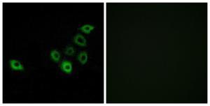 Immunofluorescence analysis of A549 cells using Anti-OR51S1 Antibody. The right hand panel represents a negative control, where the Antibody was pre-incubated with the immunising peptide