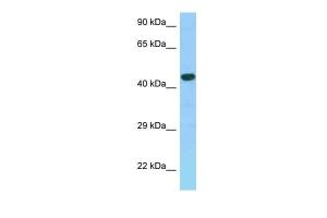 Anti-GPER1 Rabbit Polyclonal Antibody