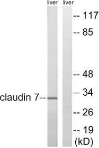 Anti-Claudin 7 Rabbit Polyclonal Antibody