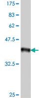 Anti-LRIG3 Mouse Polyclonal Antibody