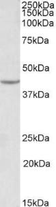 Anti-VEGFA Antibody (A83043) (0.1 µg/ml) staining of HEK293 lysate (35 µg protein in RIPA buffer). Detected by chemiluminescence