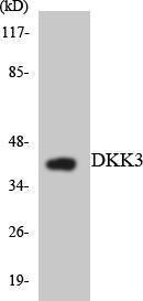 Western blot analysis of the lysates from HepG2 cells using Anti-DKK3 Antibody