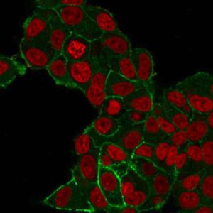 Immunofluorescent analysis of PFA fixed MCF-7 cells stained with Anti-HER2 Antibody [HRB2/282] followed by Goat Anti-Mouse IgG (CFand#174; 488) (Green). Nuclear counterstain is RedDot