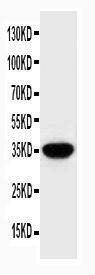 Anti-SPARC Rabbit Polyclonal Antibody