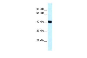 Anti-BCAT2 Rabbit Polyclonal Antibody