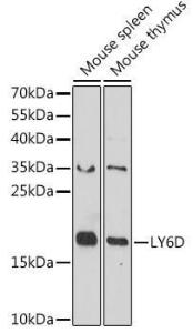 Antibody A309020-100 100 µl