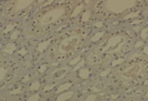 Anti-DNMT1 Mouse Monoclonal Antibody [clone: 60B1220.1]