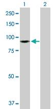 Anti-ZW10 Rabbit Polyclonal Antibody