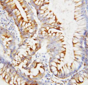 Anti-SPARC Rabbit Polyclonal Antibody