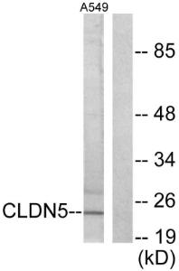 Antibody anti-claudin 5 A95192-100 100 µg