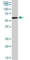 Anti-COASY Mouse Polyclonal Antibody