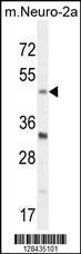 Anti-BHLHE40 Rabbit Polyclonal Antibody (APC (Allophycocyanin))