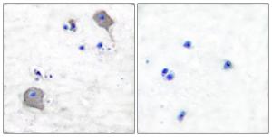 Antibody anti-claudin 5 A95192-100 100 µg