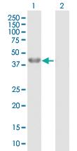 Anti-BHMT Mouse Polyclonal Antibody