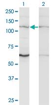 Anti-ZNF268 Mouse Monoclonal Antibody [clone: 3B4]