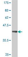 Anti-USP48 Mouse Polyclonal Antibody