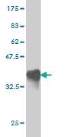 Anti-RHEBL1 Mouse Monoclonal Antibody [clone: 4G6]