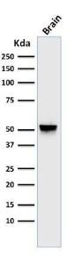 Western blot analysis of human brain tissue lysate using Anti-GFAP Antibody [GA-5]