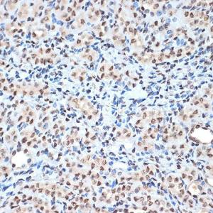 Immunohistochemistry analysis of paraffin-embedded mouse kidney using Anti-Histone H2A Antibody [ARC2072] (A307778) at a dilution of 1:100 (40x lens) Perform microwave antigen retrieval with 10 mM Tris/EDTA buffer pH 90 before commencing with IHC staining protocol