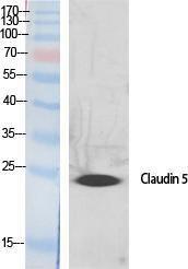 Antibody anti-claudin 5 A95192-100 100 µg