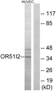 Anti-OR51I2 antibody