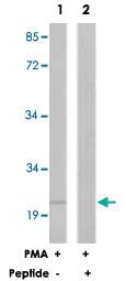 Anti-FADD Rabbit Polyclonal Antibody