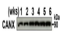 Anti-Calnexin Antibody