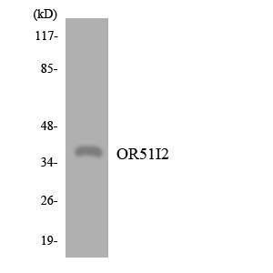 Western blot analysis of the lysates from COLO205 cells using Anti-OR51I2 Antibody