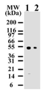 Anti-Caspase 8 Mouse Monoclonal Antibody [clone: 90A992]