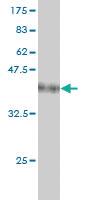 Anti-USP48 Mouse Monoclonal Antibody [clone: 3G4]