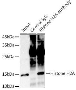 Immunoprecipitation analysis of 300 µg extracts of HeLa cells using 3 µg of Anti-Histone H2A Antibody [ARC2072] (A307778) This Western blot was performed on the immunoprecipitate using Anti-Histone H2A Antibody [ARC2072] (A307778) at a dilution of 1:1000