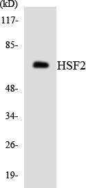 Western blot analysis of the lysates from HeLa cells using Anti-HSF2 Antibody