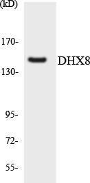 Western blot analysis of the lysates from HeLa cells using Anti-DHX8 Antibody