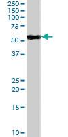 Anti-SMAD9 Goat Polyclonal Antibody