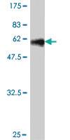 Anti-DLX3 Mouse Polyclonal Antibody