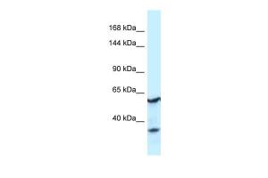 Anti-CNTROB Rabbit Polyclonal Antibody