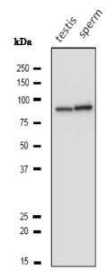 Anti-Calnexin Antibody