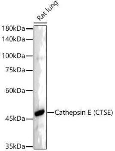 Antibody A306096-100 100 µl