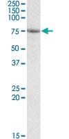 Anti-AARSD1 Goat Polyclonal Antibody