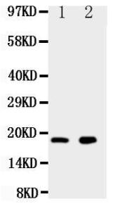 Anti-Ly6al Rabbit Polyclonal Antibody