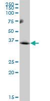 Anti-SLC25A51 Mouse Polyclonal Antibody