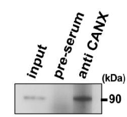 Anti-Calnexin Antibody